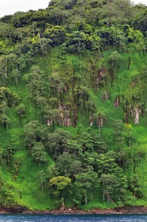 Primary forest on almost vertical rock face on Cocos Island