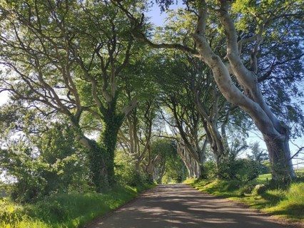 Dark Hedges