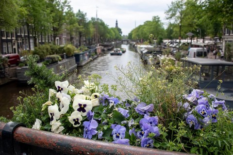 Pansies on the Prinsengracht