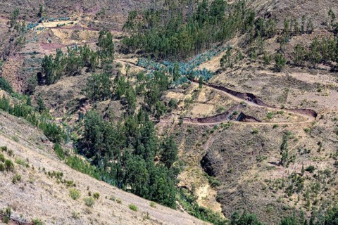 Reforestation project with native trees
