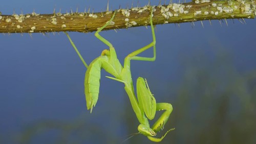 Green praying mantis hangs on thorny branch of bush and washing his face on blue sky background
