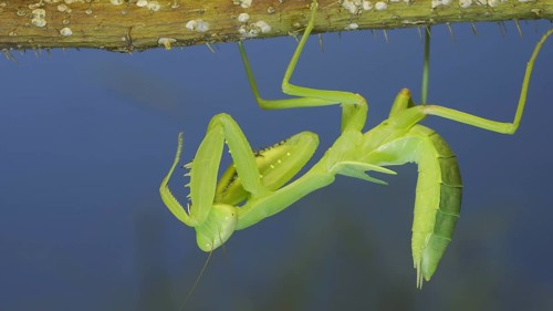 Green praying mantis hangs on thorny branch of bush and washing his face on blue sky background