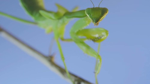 Close-up of green praying mantis sitting on bush branch and looks at on camera on blue sky background