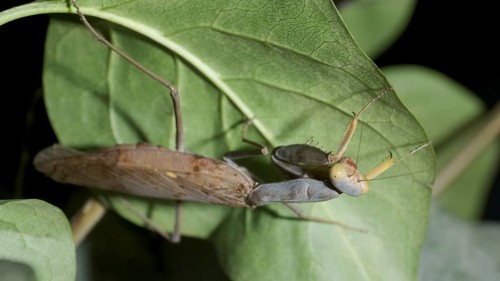 Green Praying mantis walks on a thorny branch and looks around. European mantis