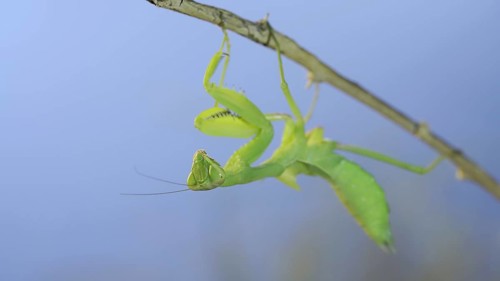 Close-up of green praying mantis sitting on bush branch and looks at on camera on blue sky background
