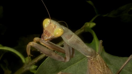 Green Praying mantis walks on a thorny branch and looks at on camera lens. European mantis