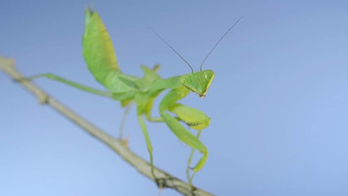 Close-up of green praying mantis sitting on bush branch and looks at on camera on blue sky background
