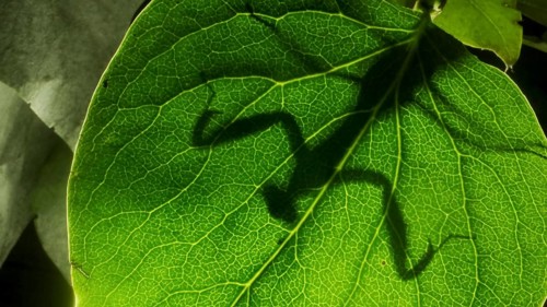 Praying mantis is silhouetted behind a green lilac leaf. Close-up of mantis insect. Backlighting