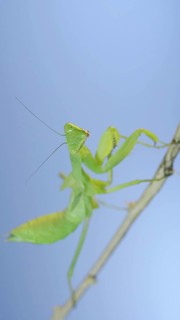 Close-up of green praying mantis sitting on bush branch and looks at on camera on blue sky background