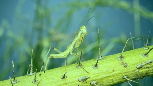 Newborn green Praying Mantis sit on prickly branch. Ð¡lose-up of baby mantis insect