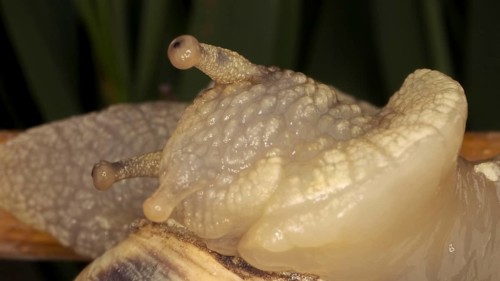 Close-up of Brown-lipped Snail crawling on a bud
