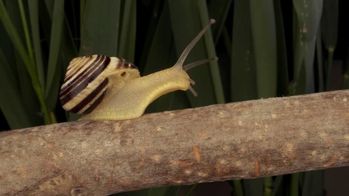 Close-up of Brown-lipped Snail crawling on a bud