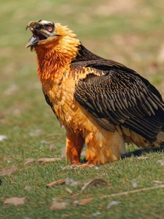 Bearded vulture