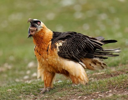 Bearded vulture