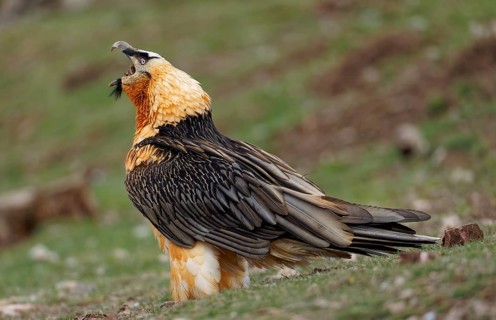 Bearded vulture