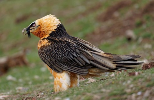 Bearded vulture