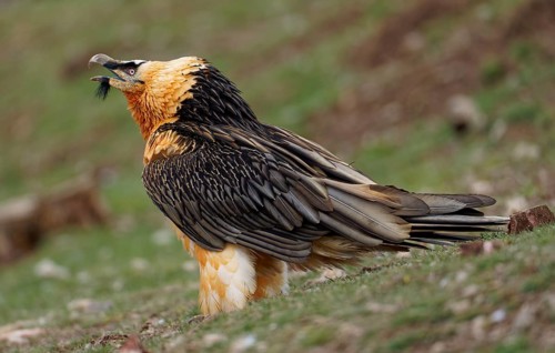 Bearded vulture