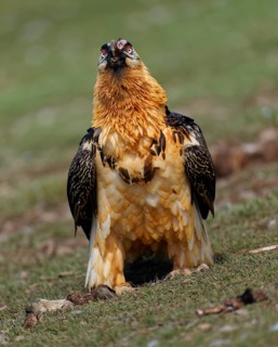 Bearded vulture