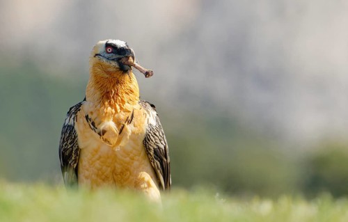 Bearded vulture