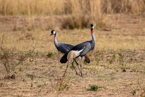 Black crowned crane