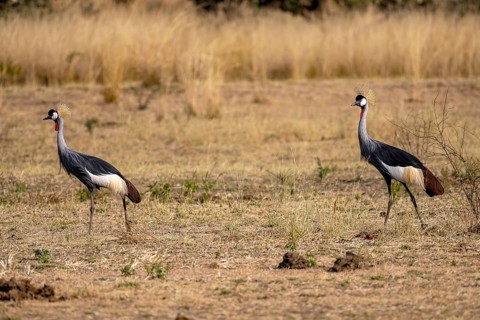 Black crowned crane