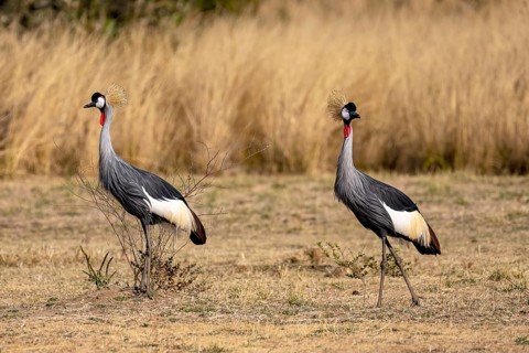 Black crowned crane