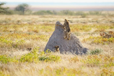 2 Cheetahs