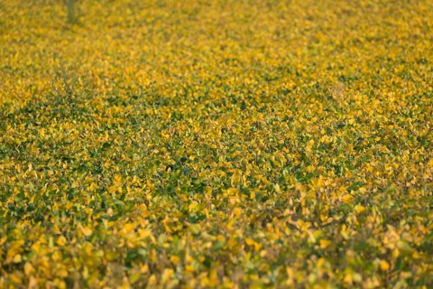 Field with soja