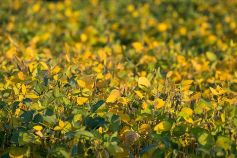 Field with soja