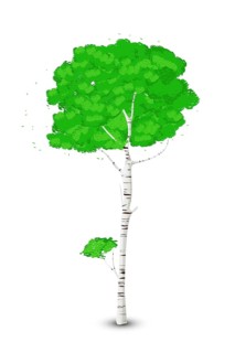 Silver birch tree over white background