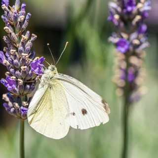 Large White