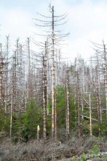 Spruce monoculture