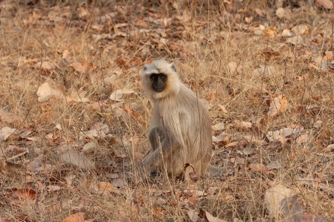 Gray langur