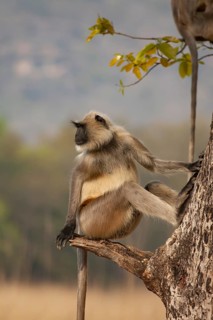Gray langur