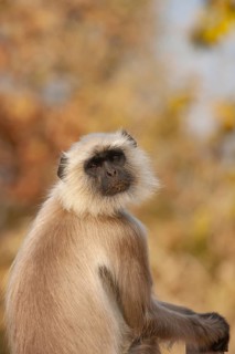 Gray langur