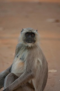 Gray langur
