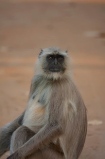 Gray langur