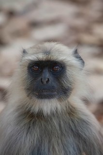 Gray langur