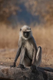 Gray langur