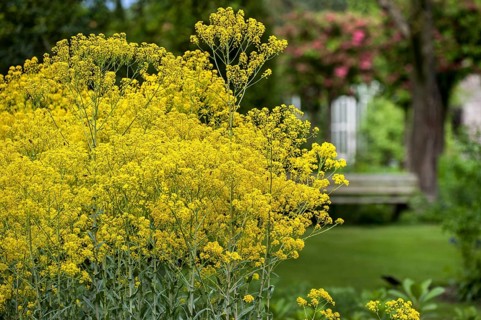 Dyer's woad