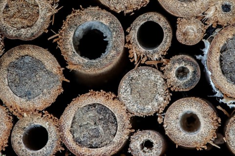 Sealed nest cavities by mason bees