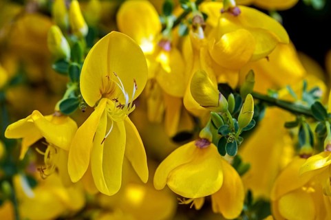Common broom