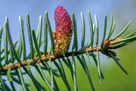 European european silver fir