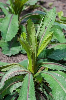 Wild Lettuce