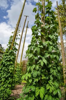 Common hop