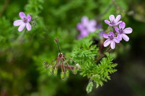 Geranium cicutarium