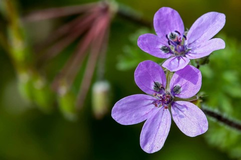 Geranium cicutarium