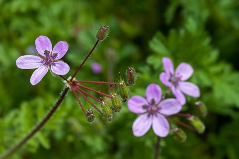 Geranium cicutarium