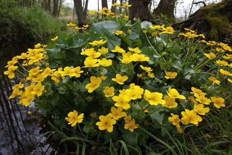 Marsh marigold