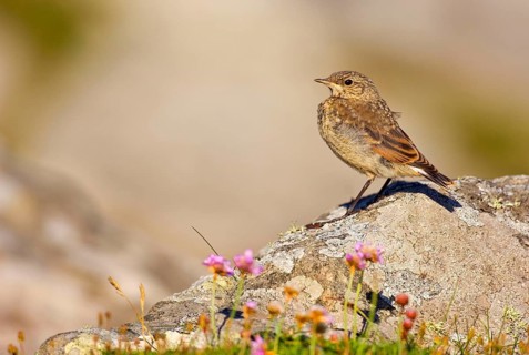 Northern Wheatear